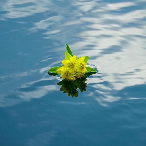 Ecology and Screenwriting