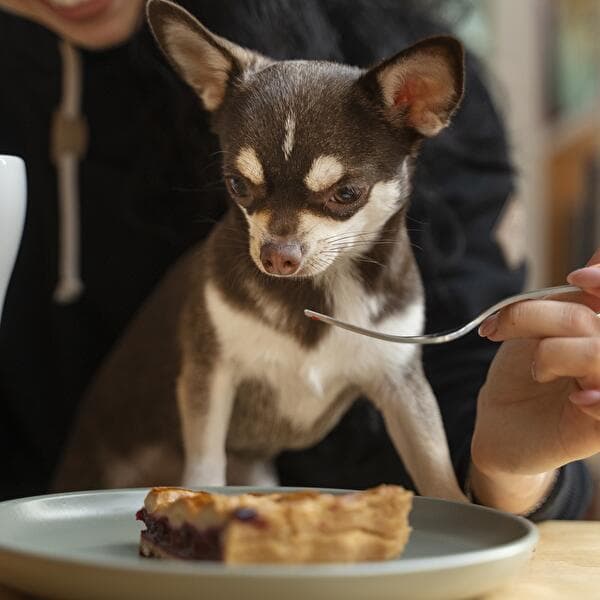 Dog-friendly dinner