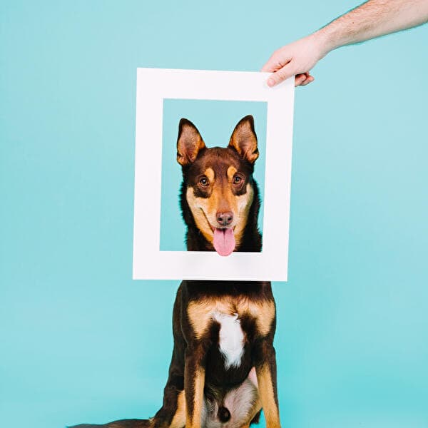 Owner and Dog Photo Studio