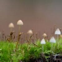 Atelier photo « Mise en scène des champignons »