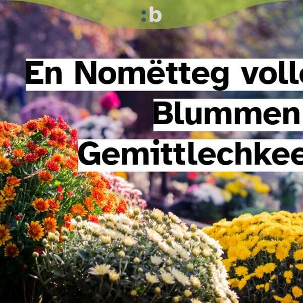 Fête des chrysanthèmes