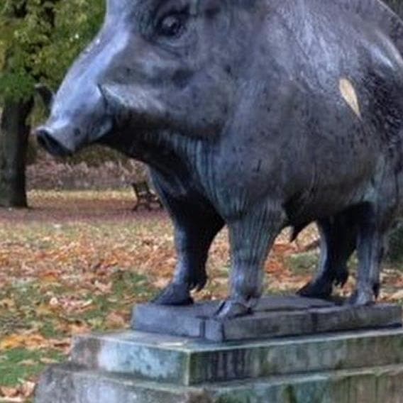 A walk for your little boars - 1