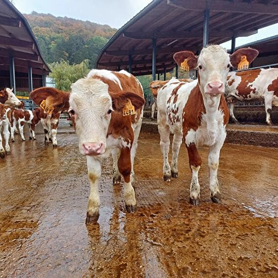 Meat, milk and potatoes of the farm