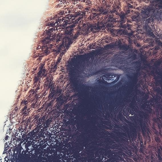 Bisons in view