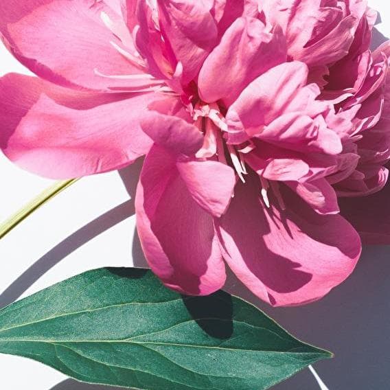 Warnier & Bros Flower presents ...