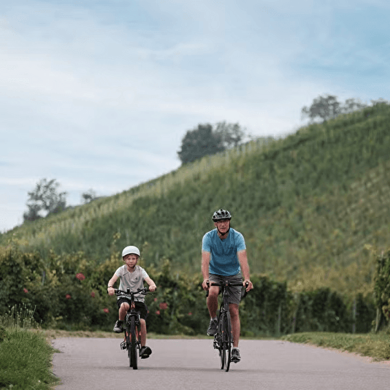 Cycle along the wine route - 1