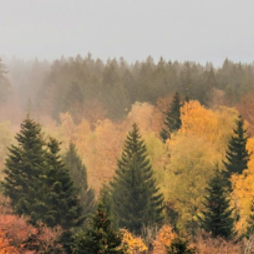 Atelier Tuffi-Pro (6-9 ans), Eise Bësch / La forêt : solitude et solidarités