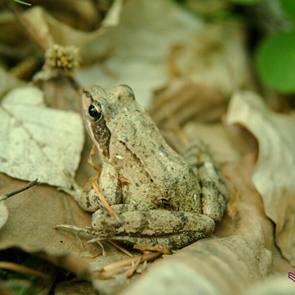 Les détectives de la forêt