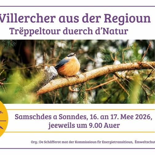 Les oiseaux de la région - Balade nature guidée